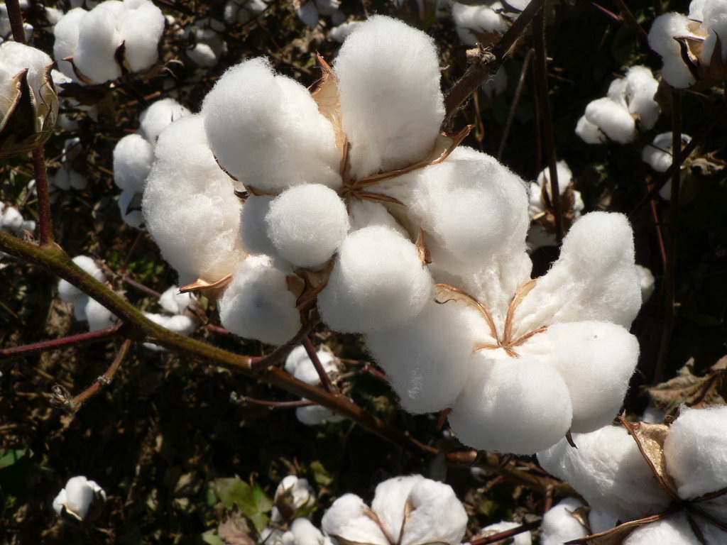 cotton-plant